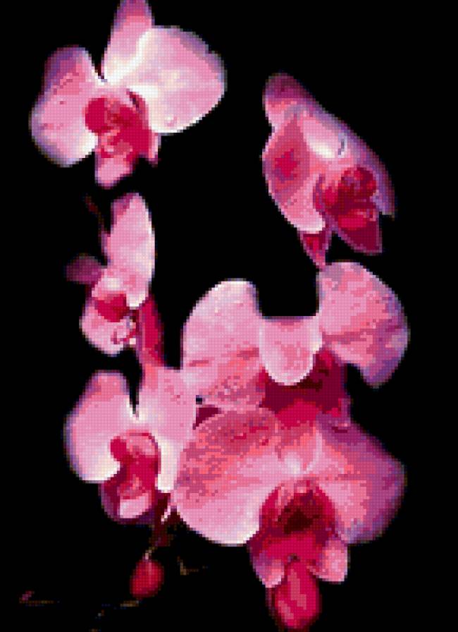 Розовая нежность - предпросмотр