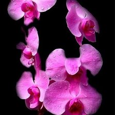 Розовая нежность