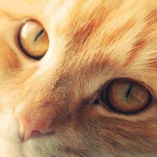 Схема вышивки «Котик»