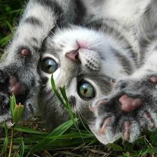 Схема вышивки «котенок»