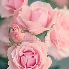 Схема вышивки «розы»