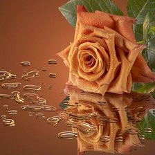 Схема вышивки «роза в росе»