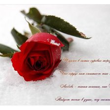 Схема вышивки «роза»