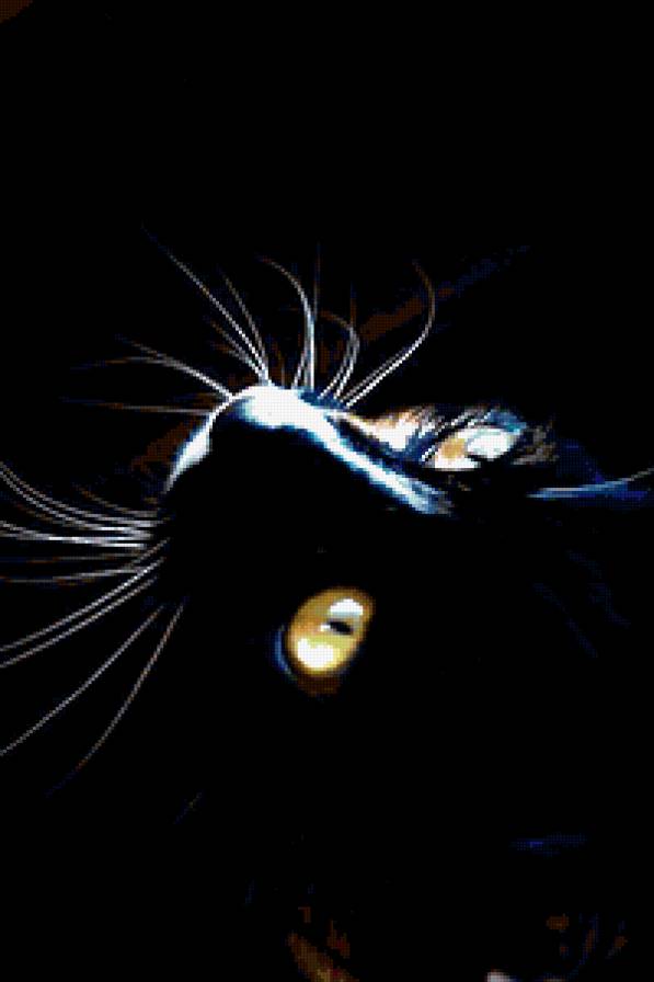 черный кот 1 - предпросмотр