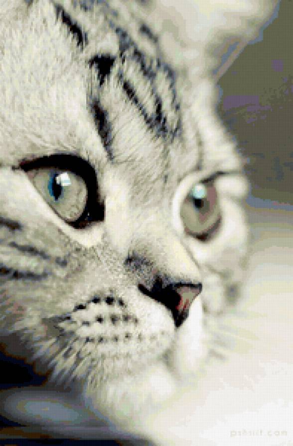 кися - предпросмотр