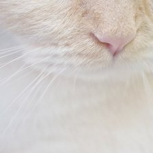 Схема вышивки «розовый носик»