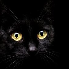 Схема вышивки «черная кися»