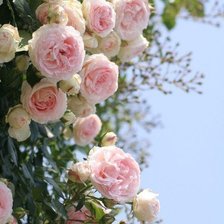 Схема вышивки «розы»