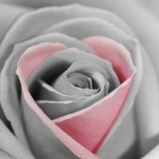 Схема вышивки «роза»