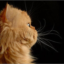 Схема вышивки «Персик»