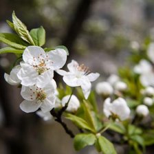 Схема вышивки «цветы»