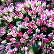 Схема вышивки «цветы»