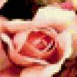 Предпросмотр схемы вышивки «Розы» (№244605)
