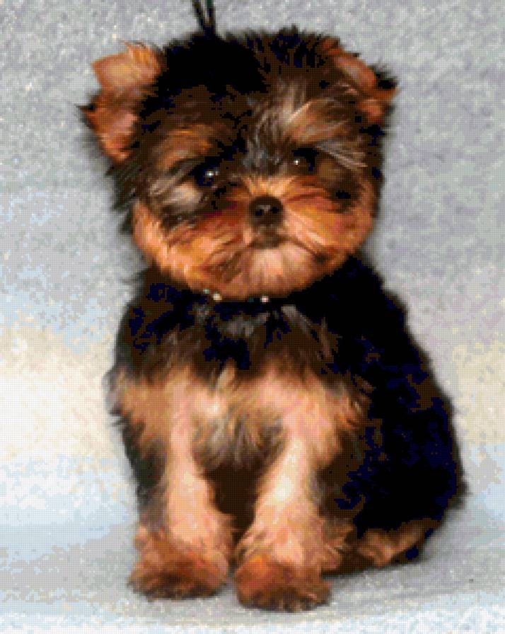 щенок - животные, щенок, собака - предпросмотр