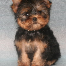 Схема вышивки «щенок»