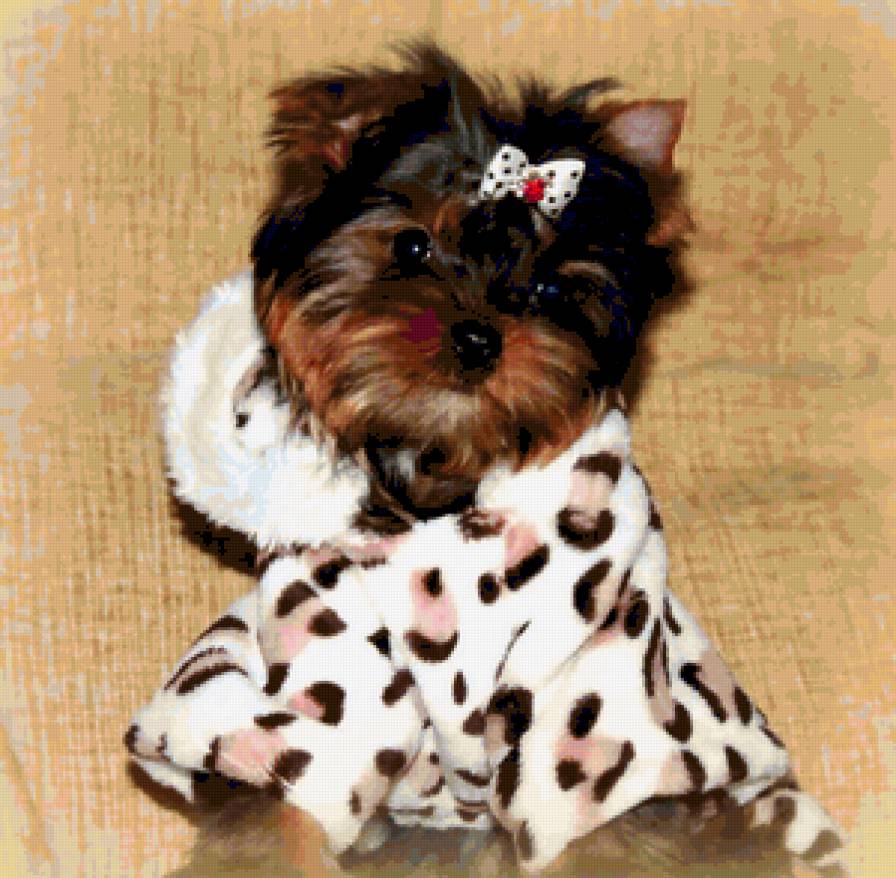 щенок - собака, животные, щенок - предпросмотр