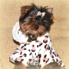 Схема вышивки «щенок»