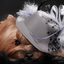 Схема вышивки «щенок»