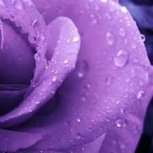 Схема вышивки «№244672»