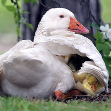 Схема вышивки «№244692»