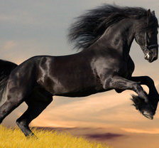 Схема вышивки «Конь»