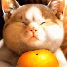 Схема вышивки «кошки»