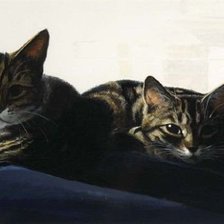 Схема вышивки «кошки»