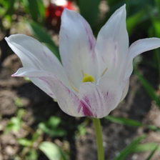 Схема вышивки «Тюльпан»