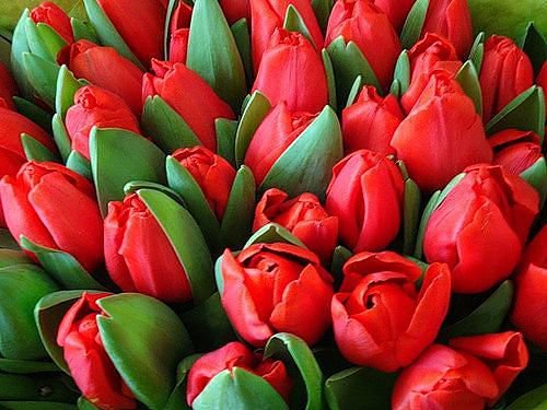 тюльпаны - цветы - оригинал