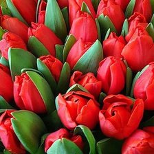 Схема вышивки «тюльпаны»