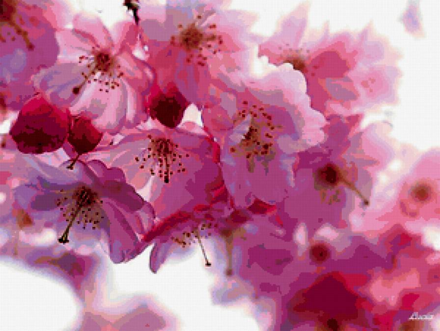 яблоневый цвет - предпросмотр