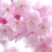 Схема вышивки «яблоневый цвет»