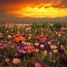 Схема вышивки «№244998»