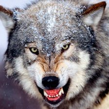 Схема вышивки «волк»