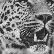 Схема вышивки «хищник»