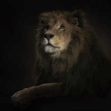 Схема вышивки «лев»