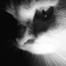 Схема вышивки «кошечка»