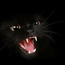 Схема вышивки «кот»