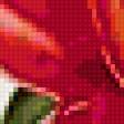 Предпросмотр схемы вышивки «КРАСНЫЙ МАК» (№245085)