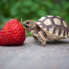 Схема вышивки «черепашка с клубничкой»