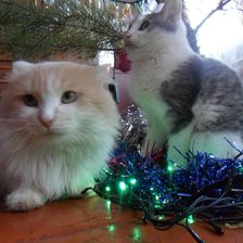 Схема вышивки «кэт»