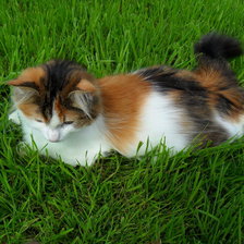 Схема вышивки «Моя Мурочка 1»