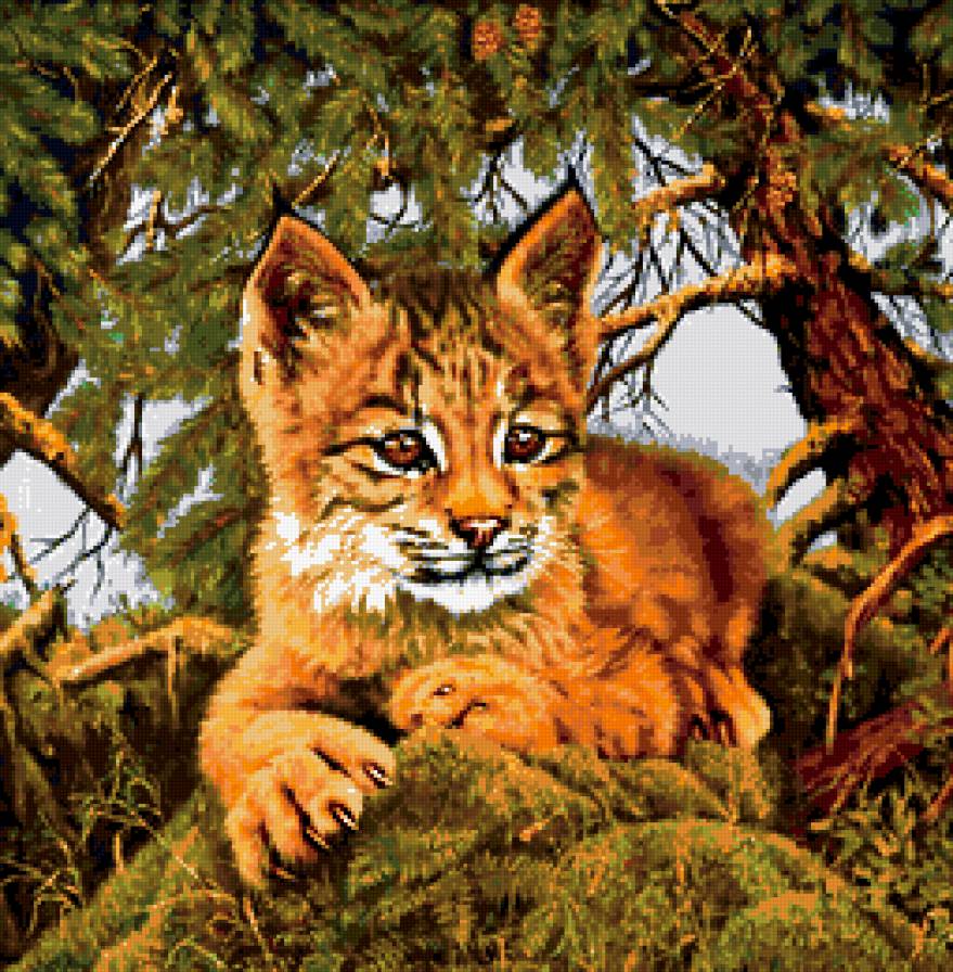 рысенок - рысь, подушка, животные, хищники, кошки - предпросмотр