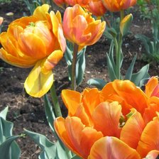 Схема вышивки «"Горячие тюльпаны"»