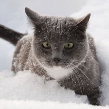 Схема вышивки «кошки»