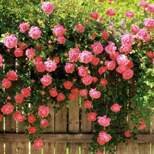 Схема вышивки «розы»