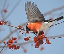 Схема вышивки «13catko»