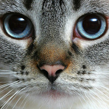 Схема вышивки «лицо кошки»