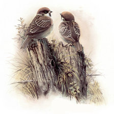 Схема вышивки «№245579»