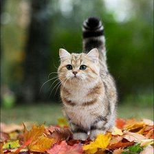 Схема вышивки «кися»